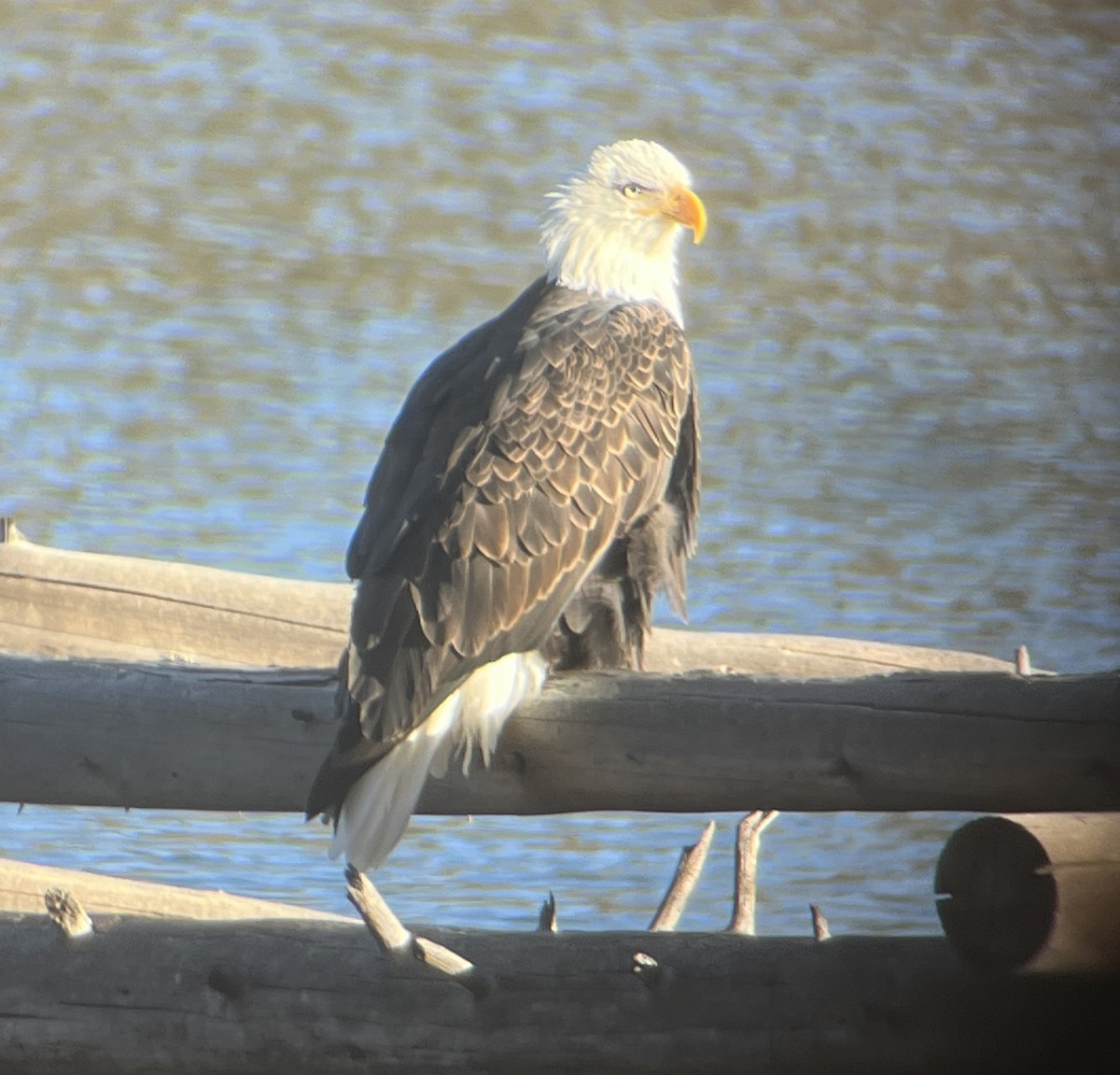 Белоголовый орлан - ML645193454