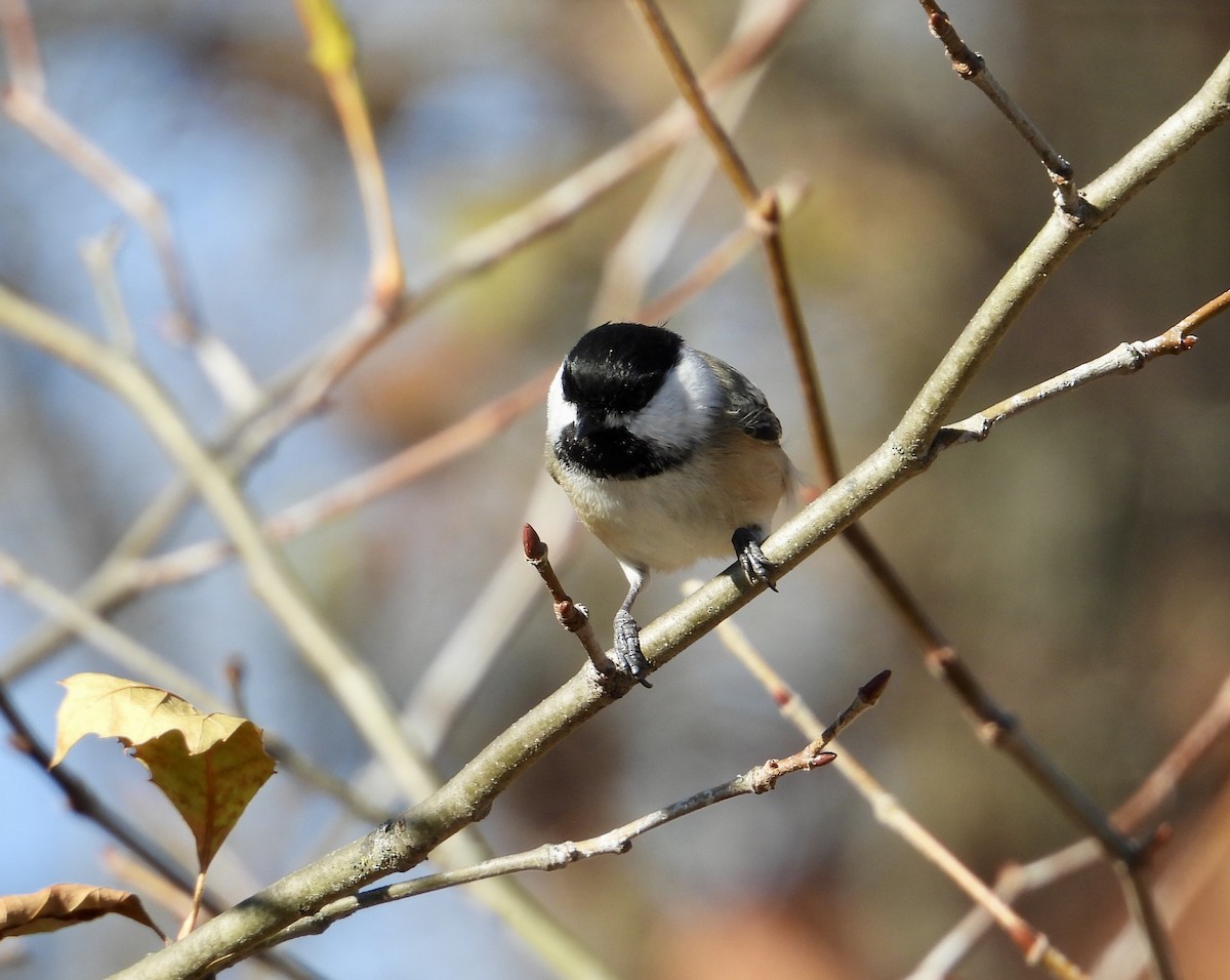 Гаїчка світлокрила - ML645193455