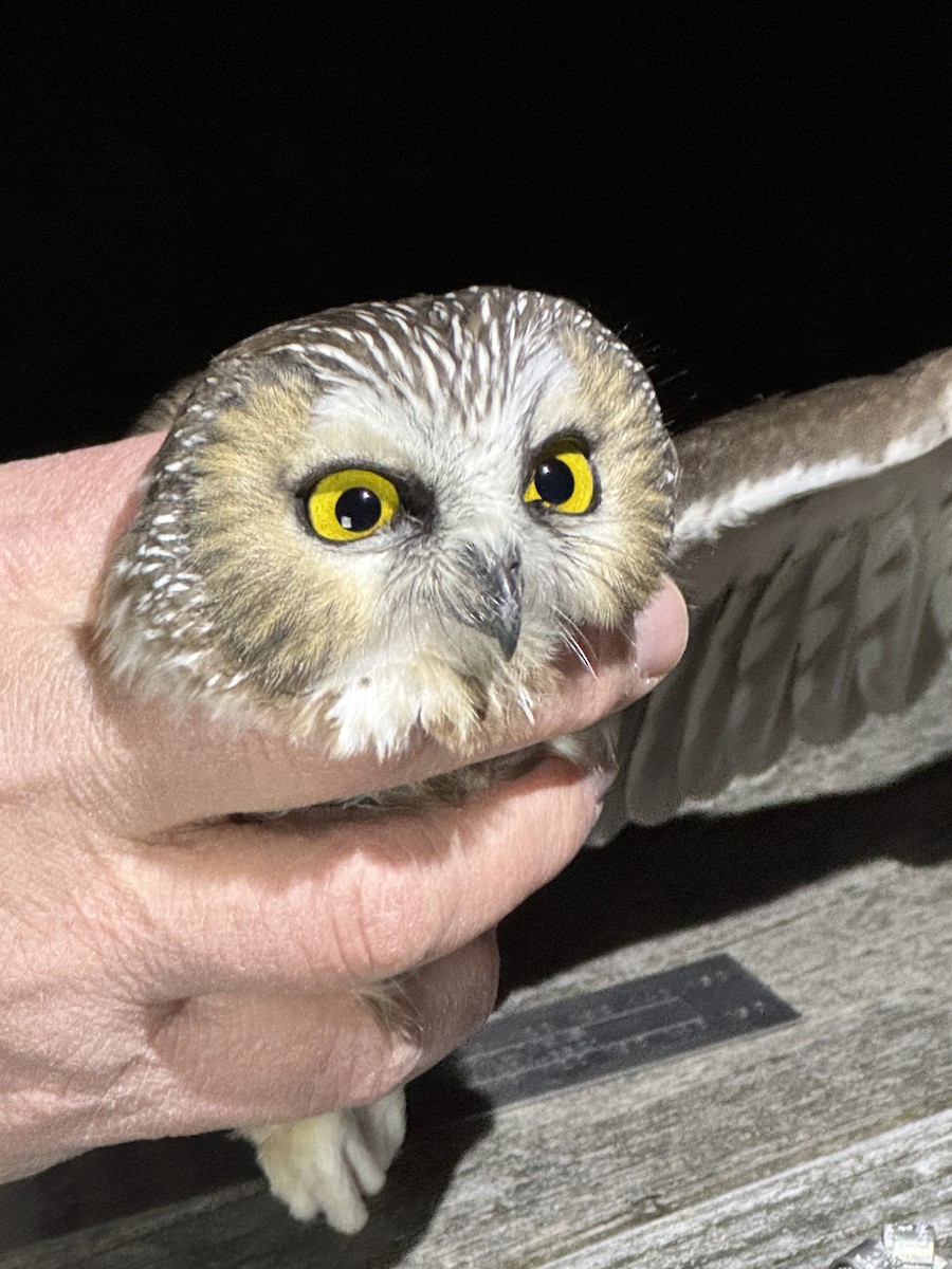 Northern Saw-whet Owl - ML645193468