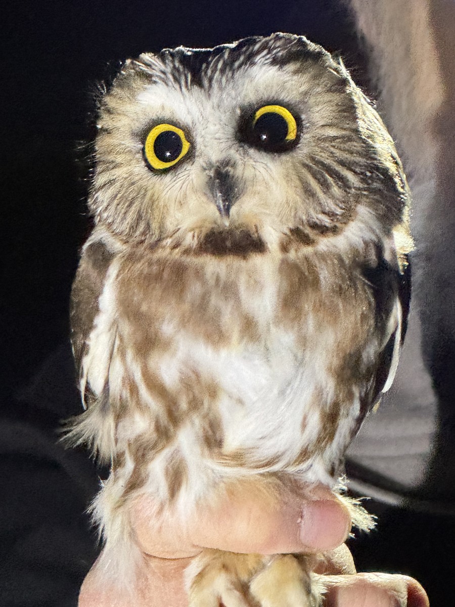 Northern Saw-whet Owl - ML645193469