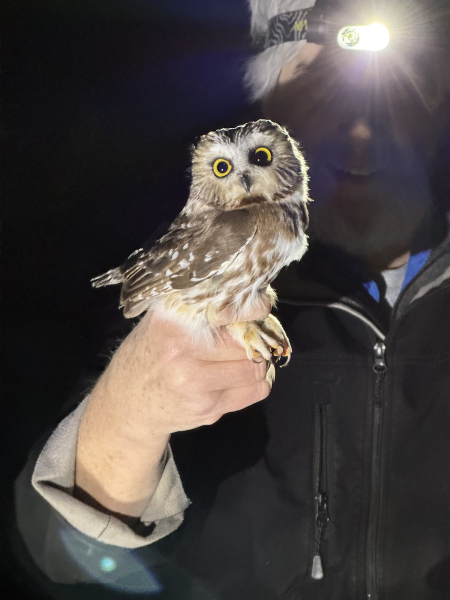 Northern Saw-whet Owl - ML645193470