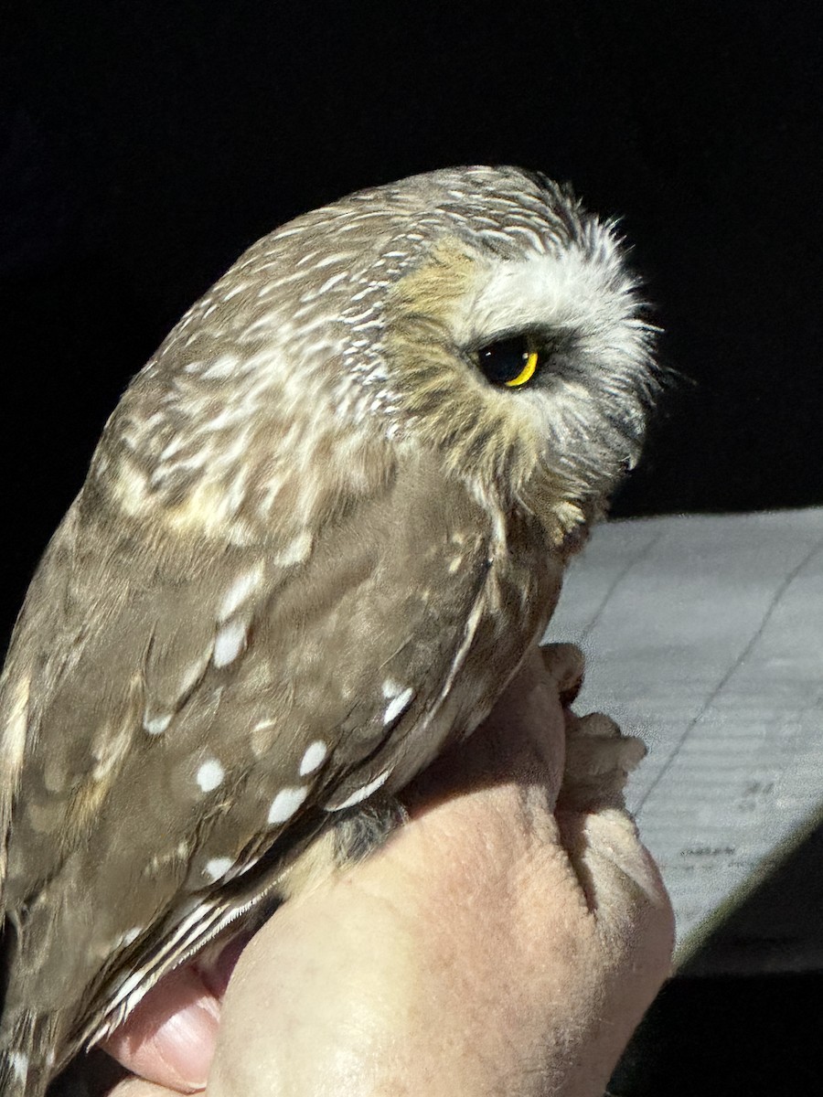 Northern Saw-whet Owl - ML645193471