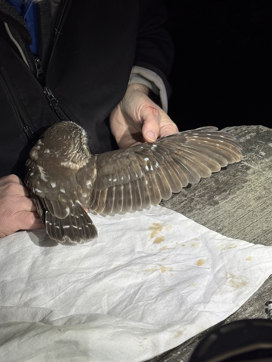 Northern Saw-whet Owl - ML645193472