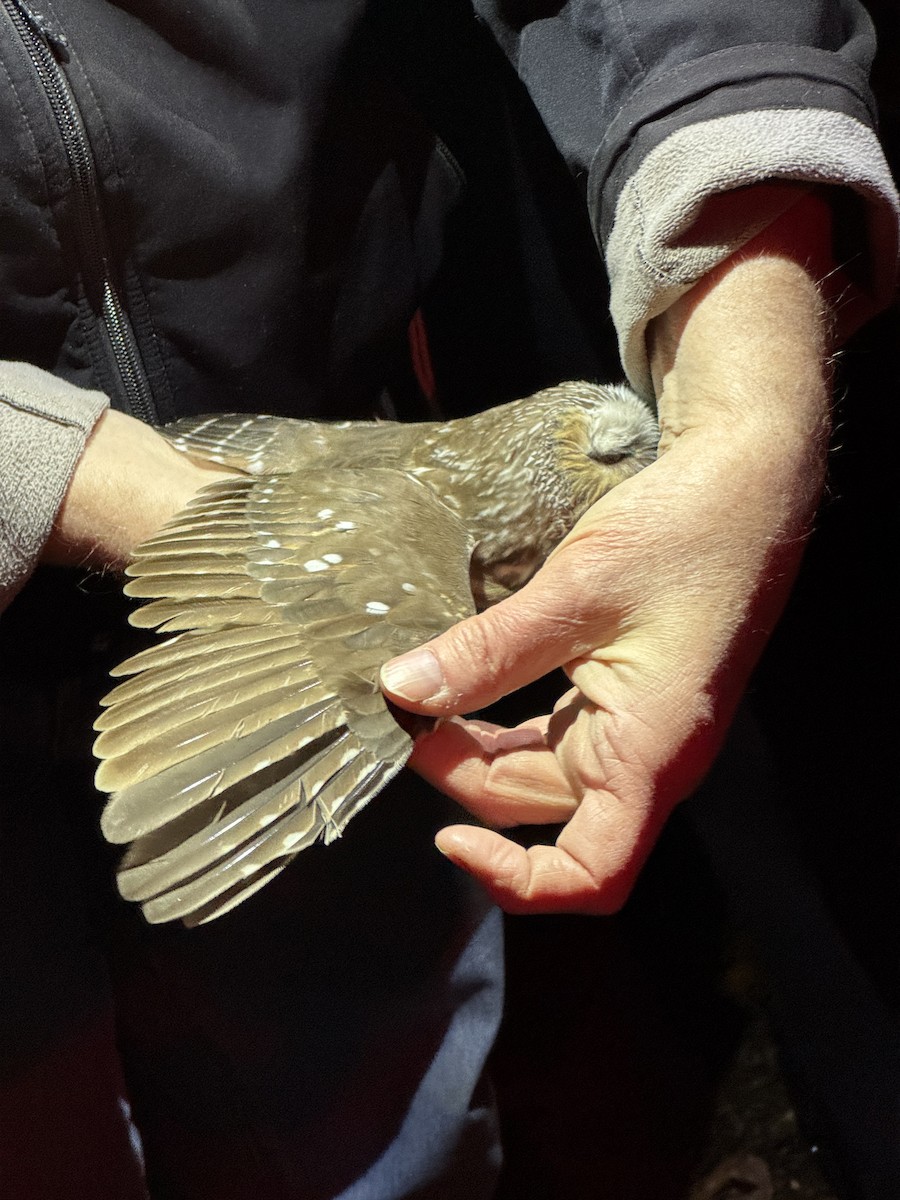 Northern Saw-whet Owl - ML645193473