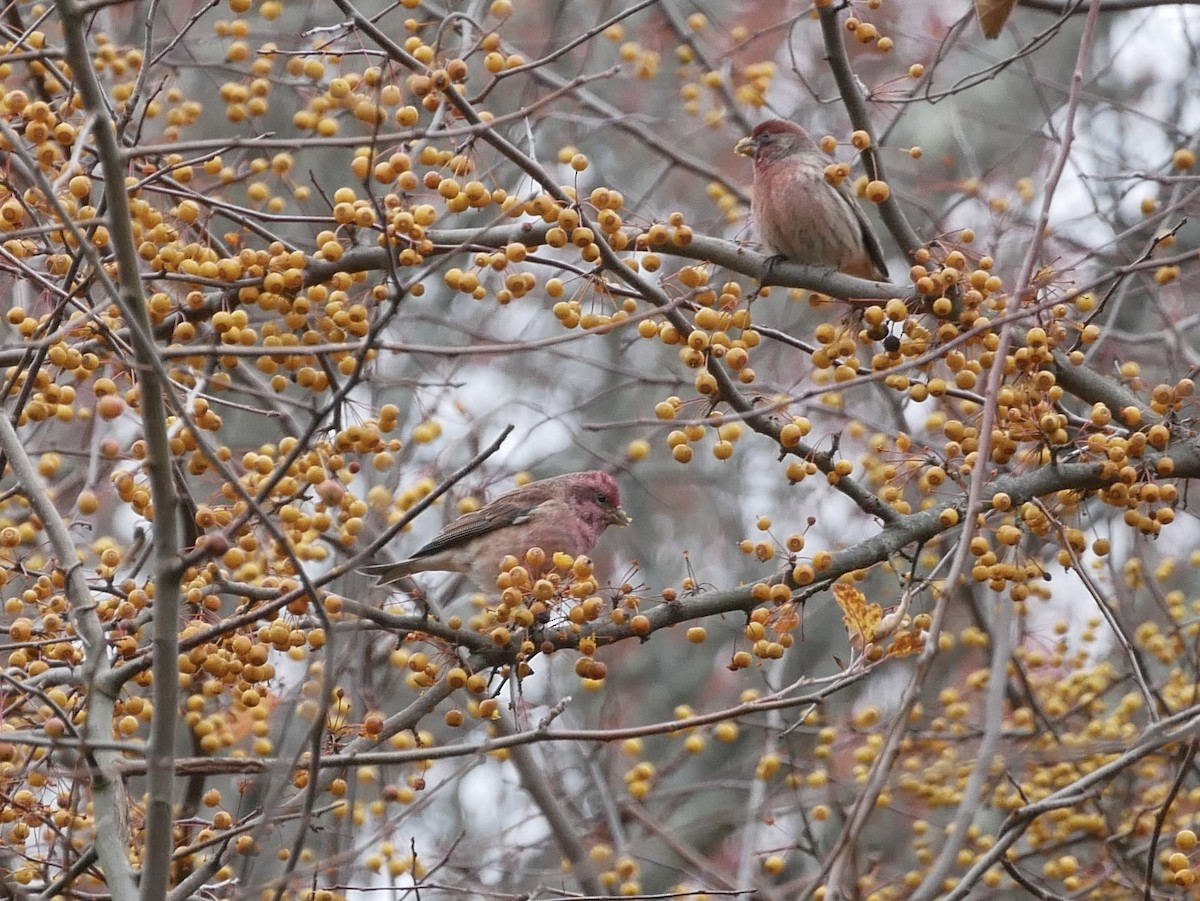 Purple Finch - ML645193479