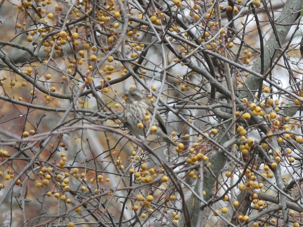 Purple Finch - ML645193482