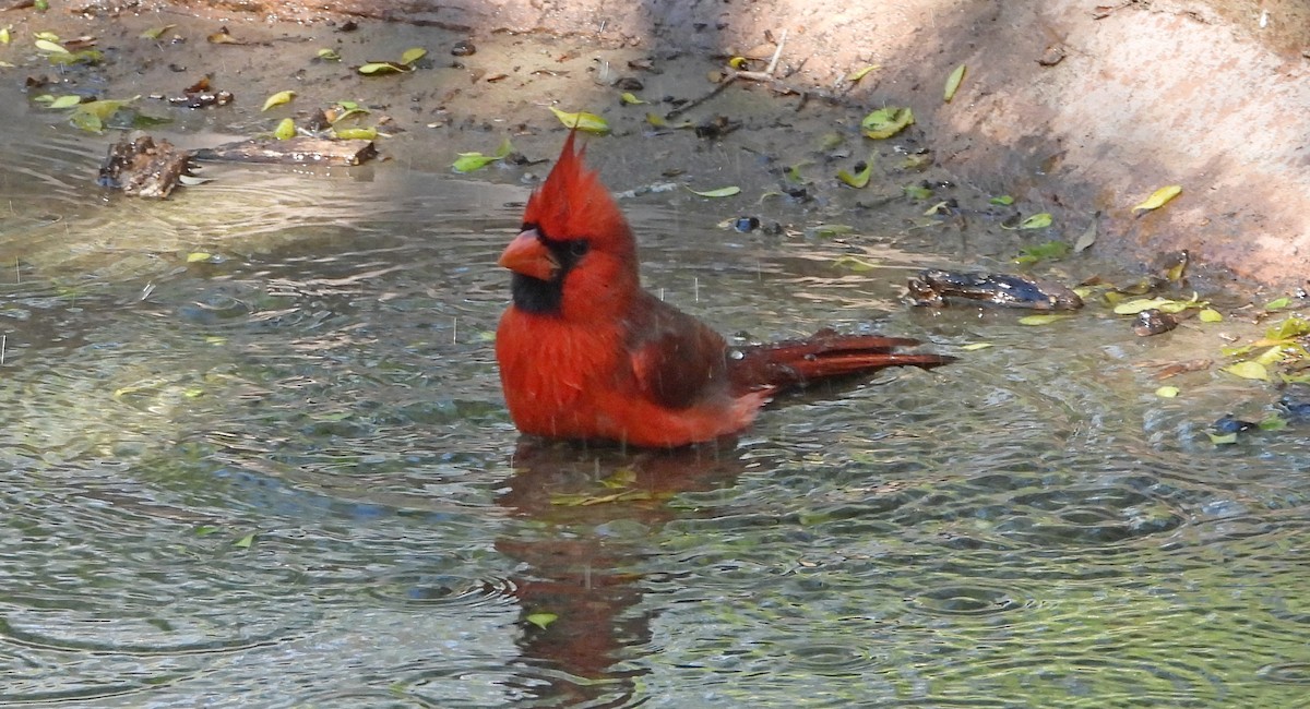 Northern Cardinal - ML645193493