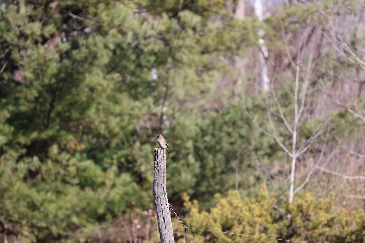 Ampelis Europeo - ML645193496