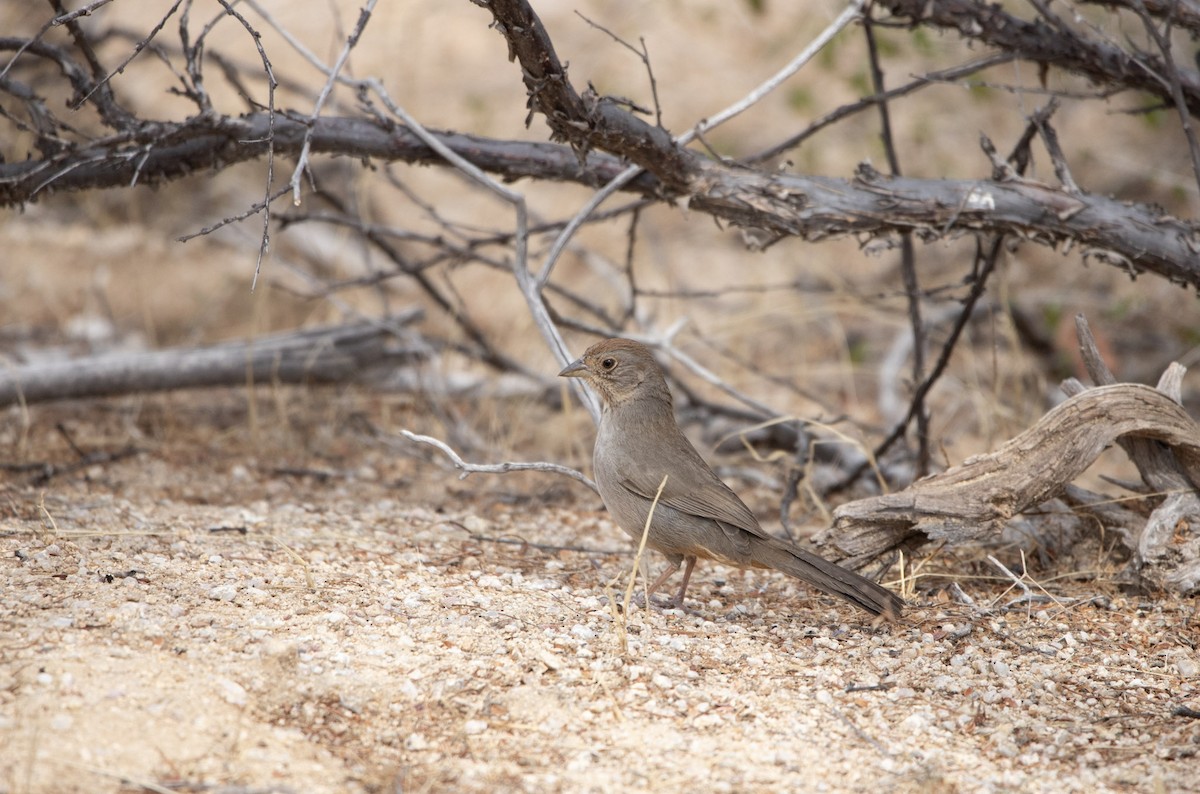 California Towhee - ML645193503