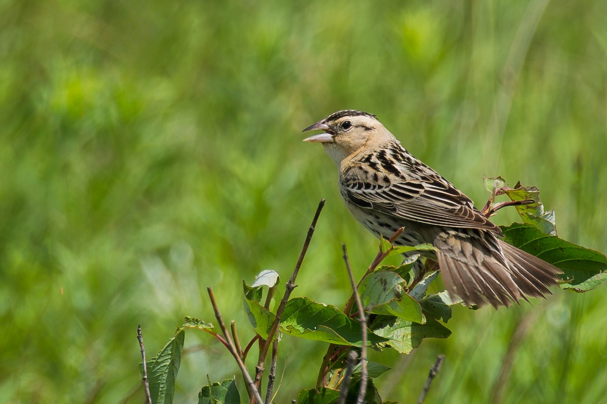 Bobolink - ML645193507