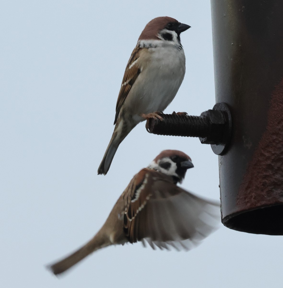 Gorrión Molinero - ML645193534