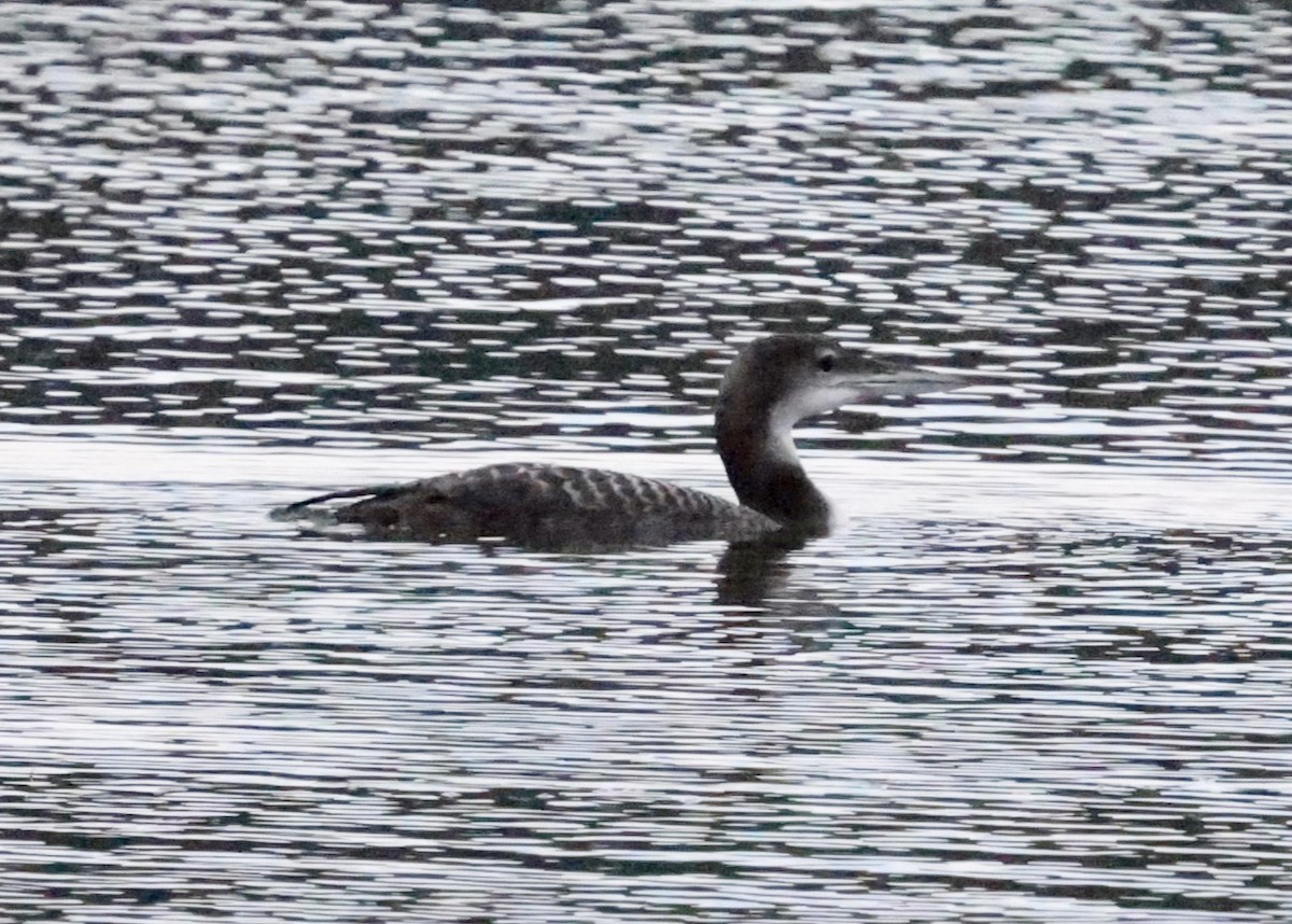 Common Loon - ML645193538