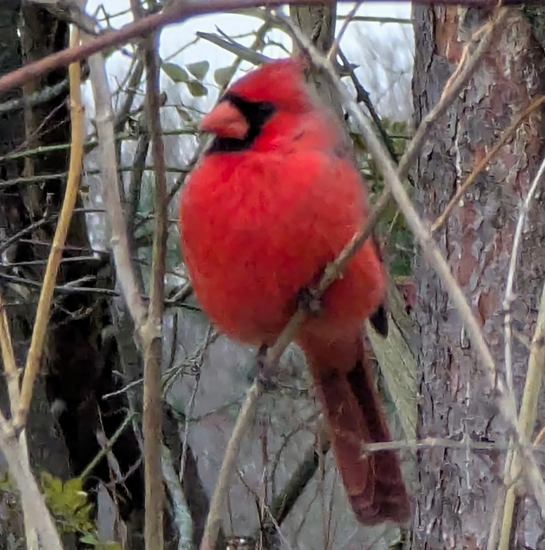 Northern Cardinal - ML645193548