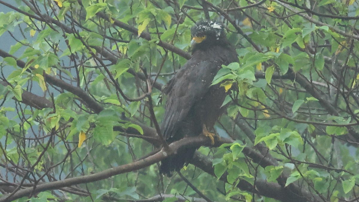 Хохлатый змееяд - ML645193558