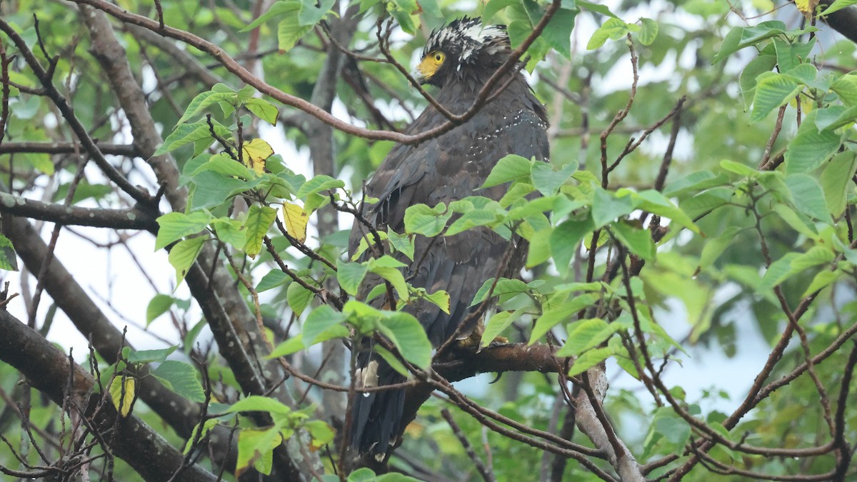 Хохлатый змееяд - ML645193559