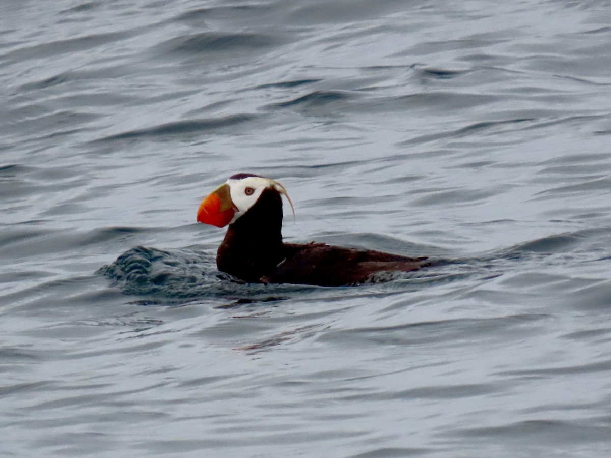 Tufted Puffin - ML645193562