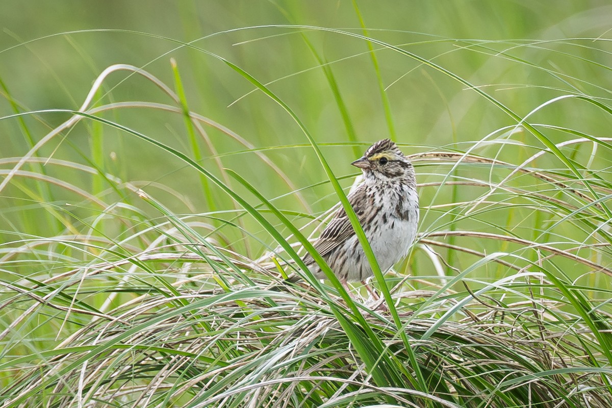 Пасовник савановий - ML645193582