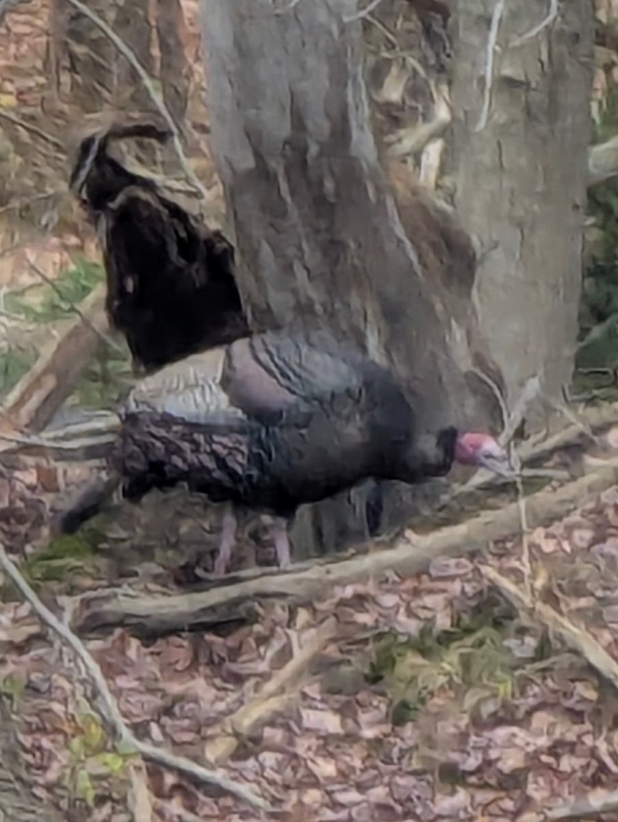 Wild Turkey - ML645193583