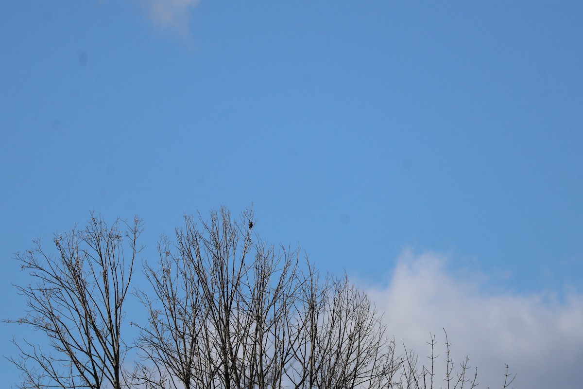 Rusty Blackbird - ML645193586