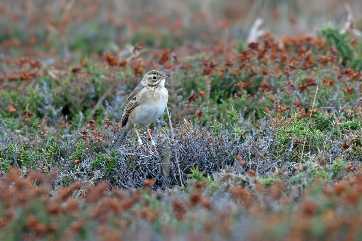 Richard's Pipit - ML645193589