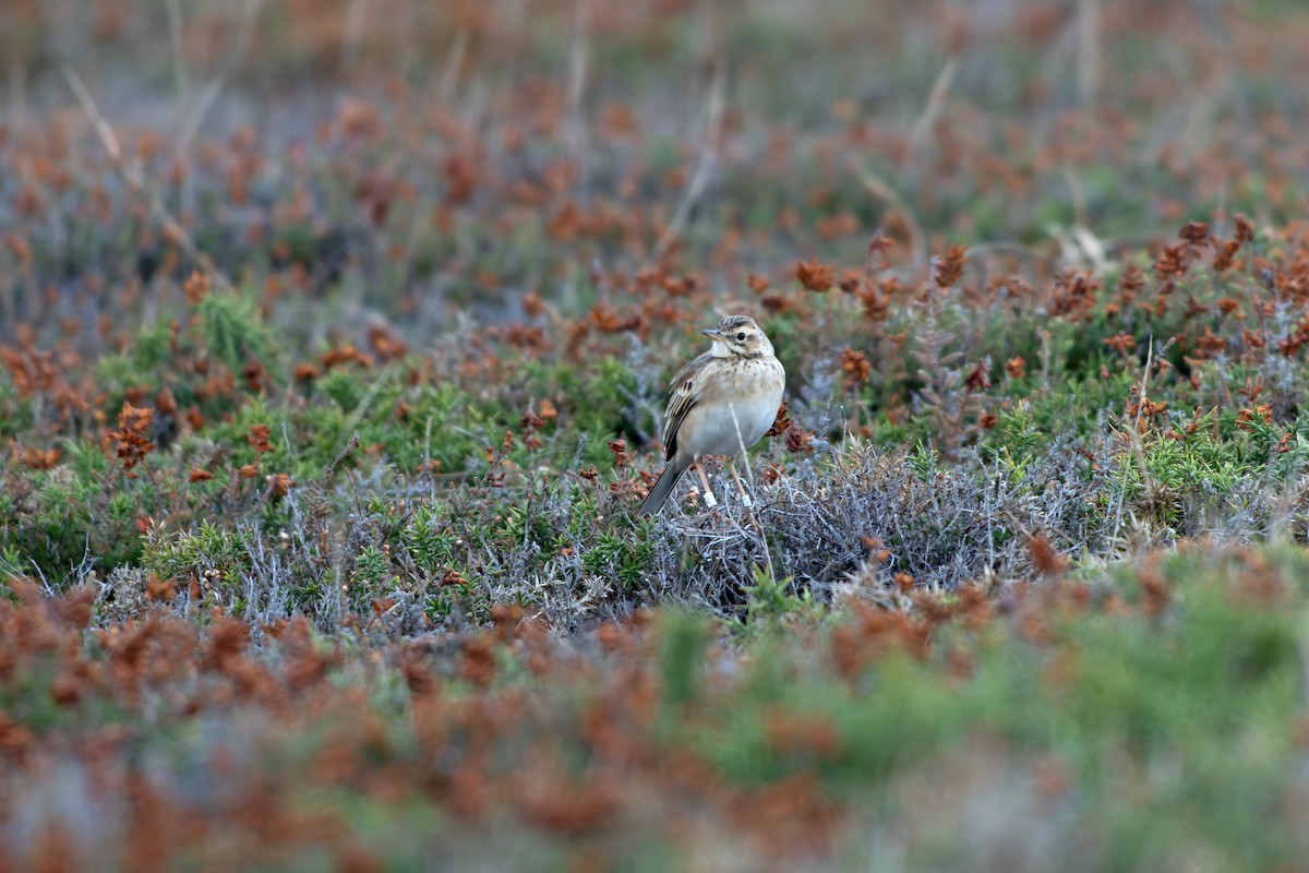 Richard's Pipit - ML645193590