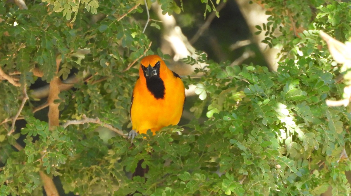 Altamira Oriole - ML645193615