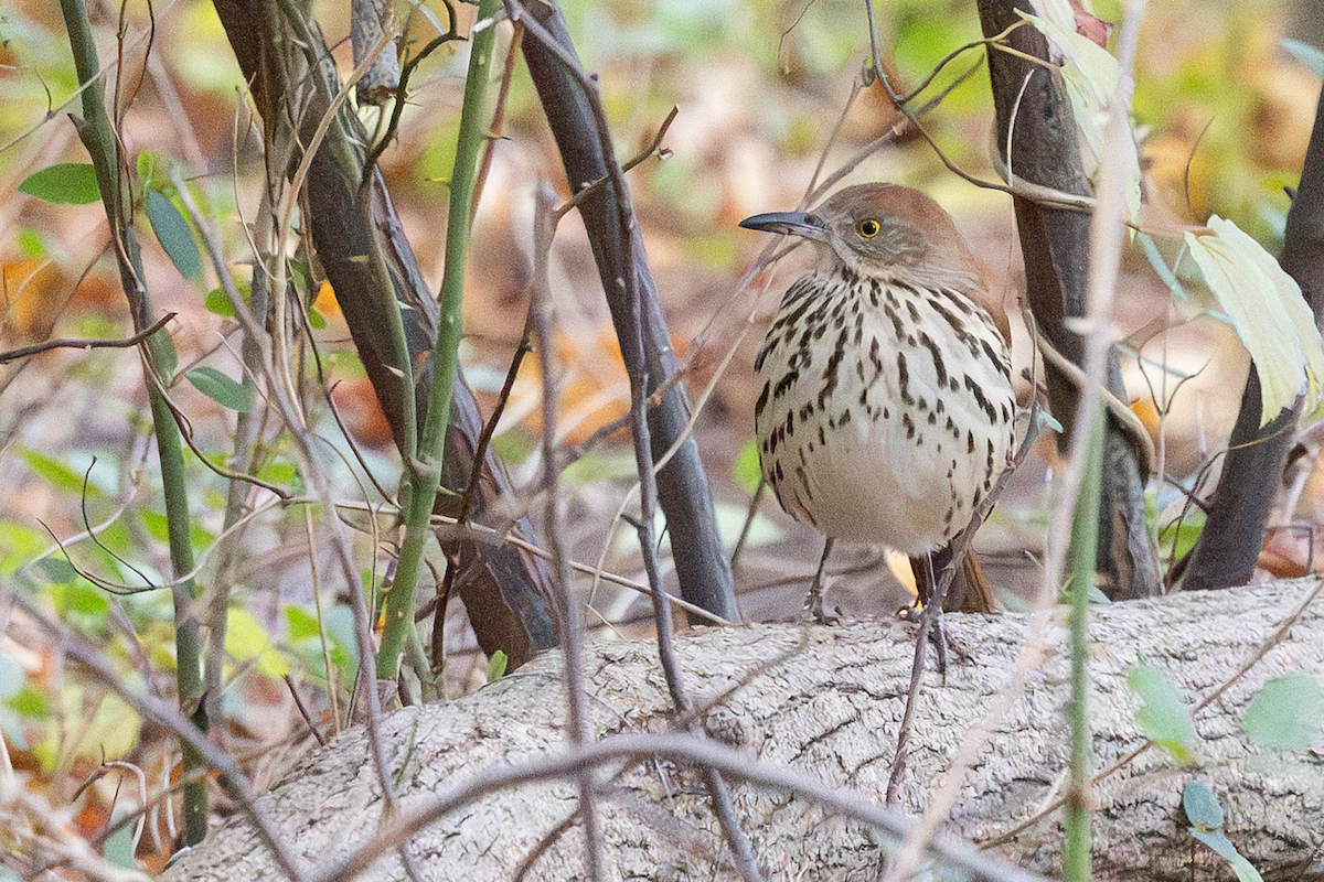 Brown Thrasher - ML645193619