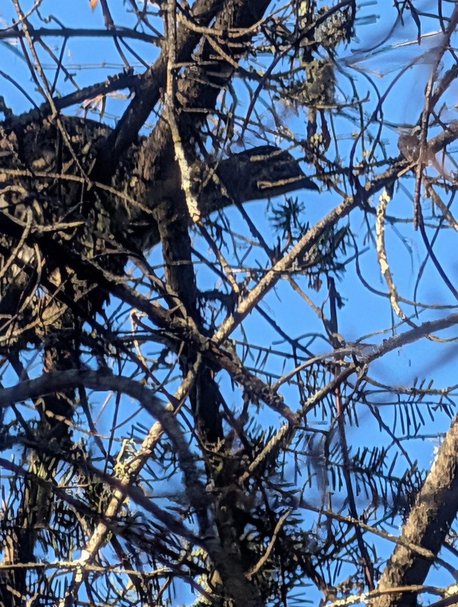 Spruce Grouse - ML645193643