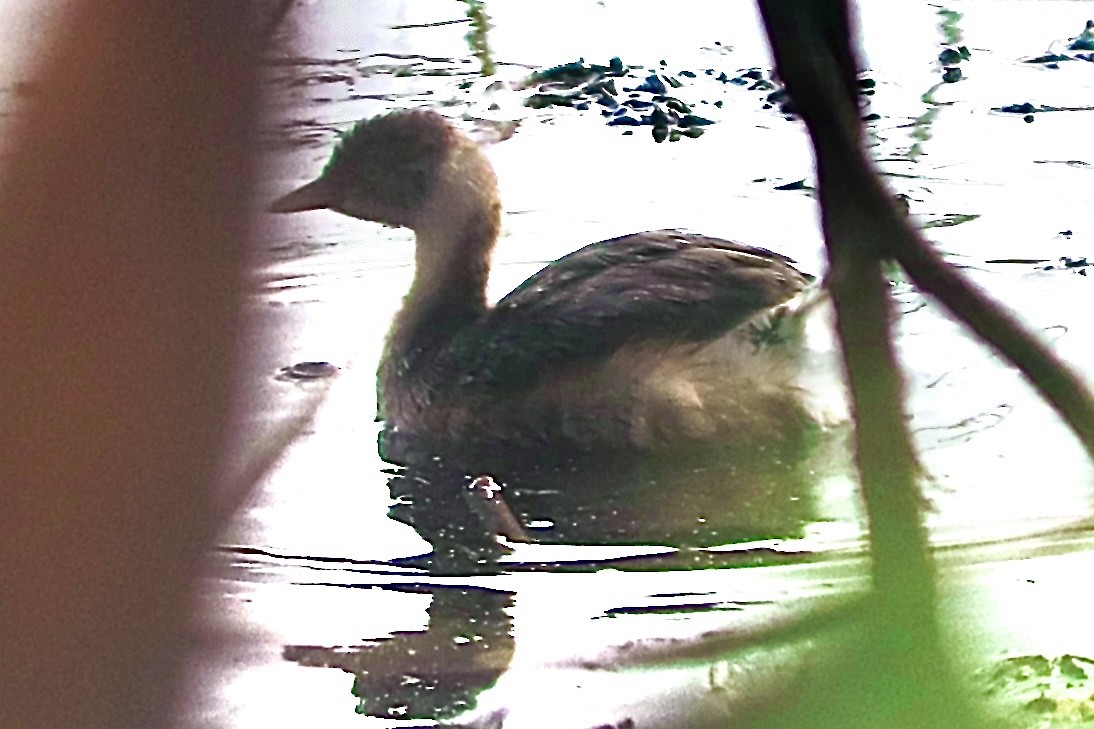 Little Grebe - ML645193644