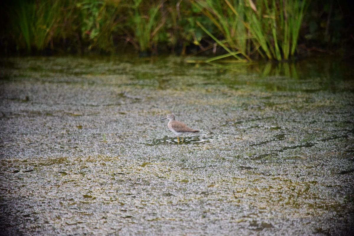 Lesser Yellowlegs - ML645193665