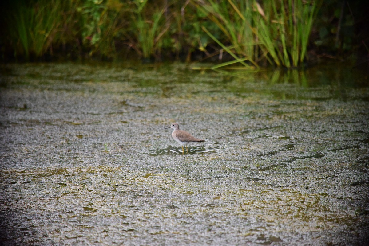 Lesser Yellowlegs - ML645193668