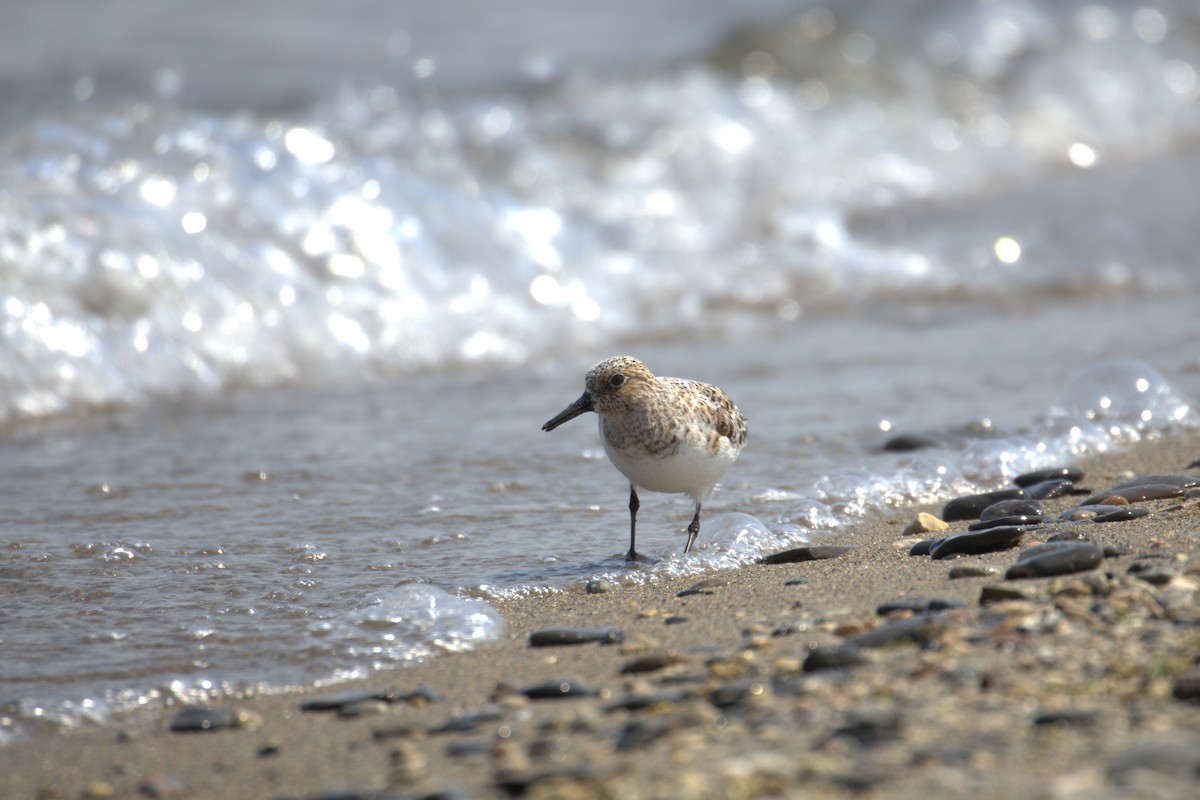 Txirri zuria - ML645193672