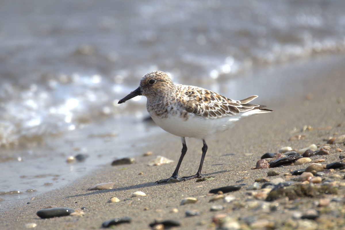 Txirri zuria - ML645193673