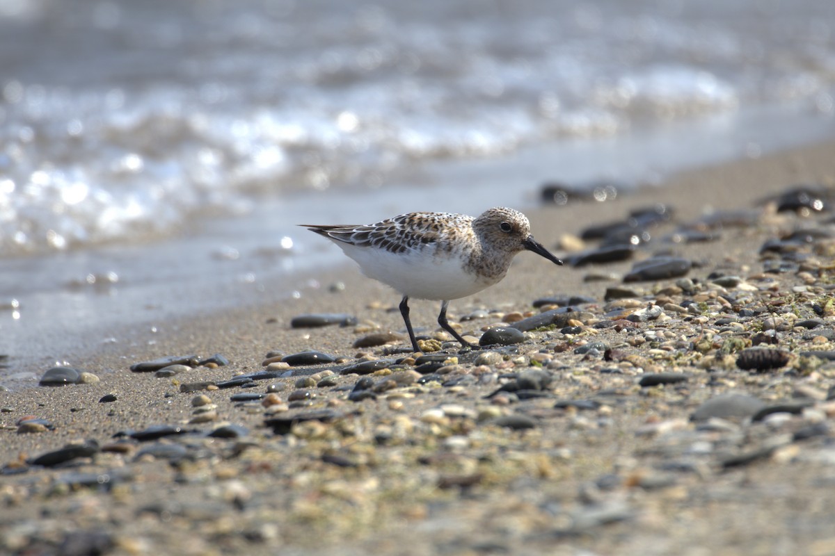 Txirri zuria - ML645193674