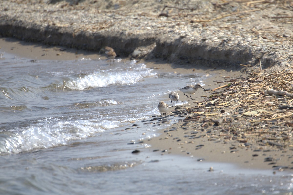 Txirri zuria - ML645193675