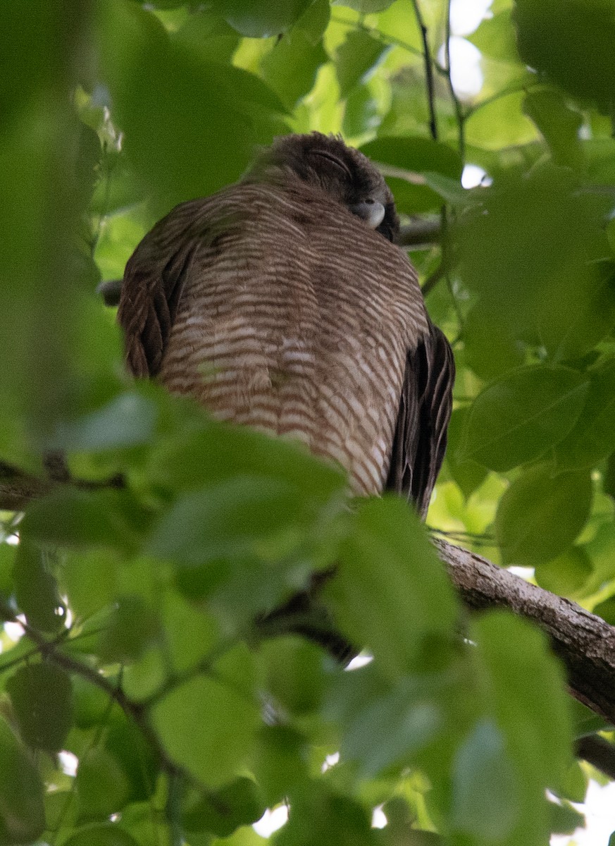 Рыжая иглоногая сова - ML645193677