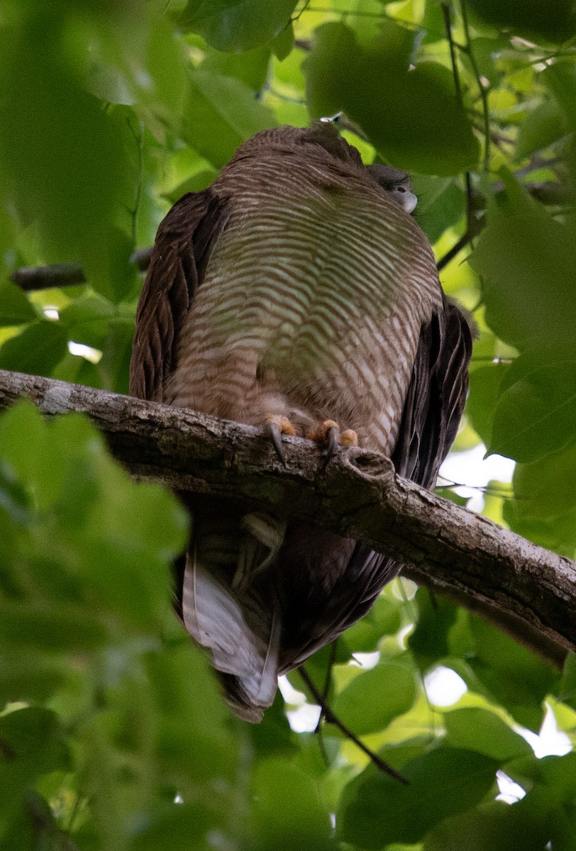 Рыжая иглоногая сова - ML645193678