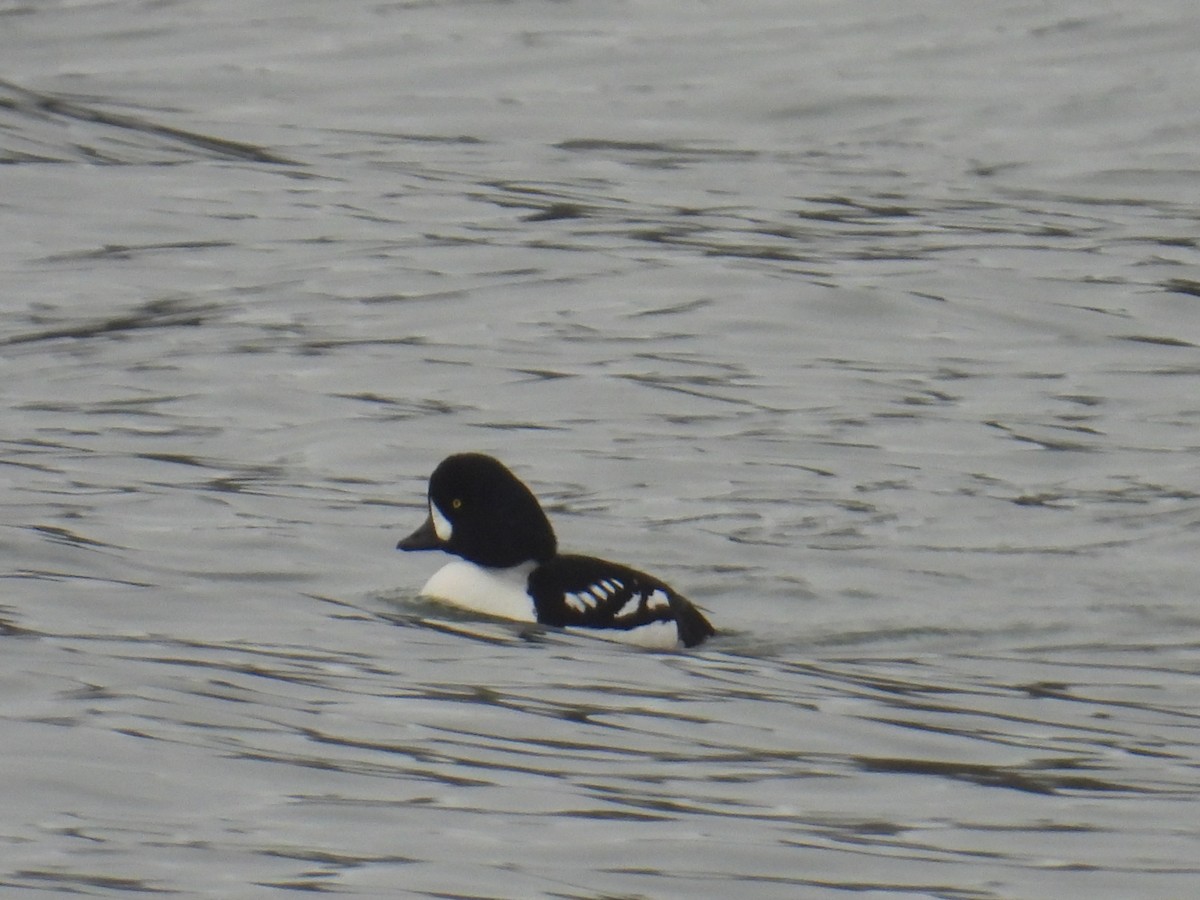 Barrow's Goldeneye - ML645193688