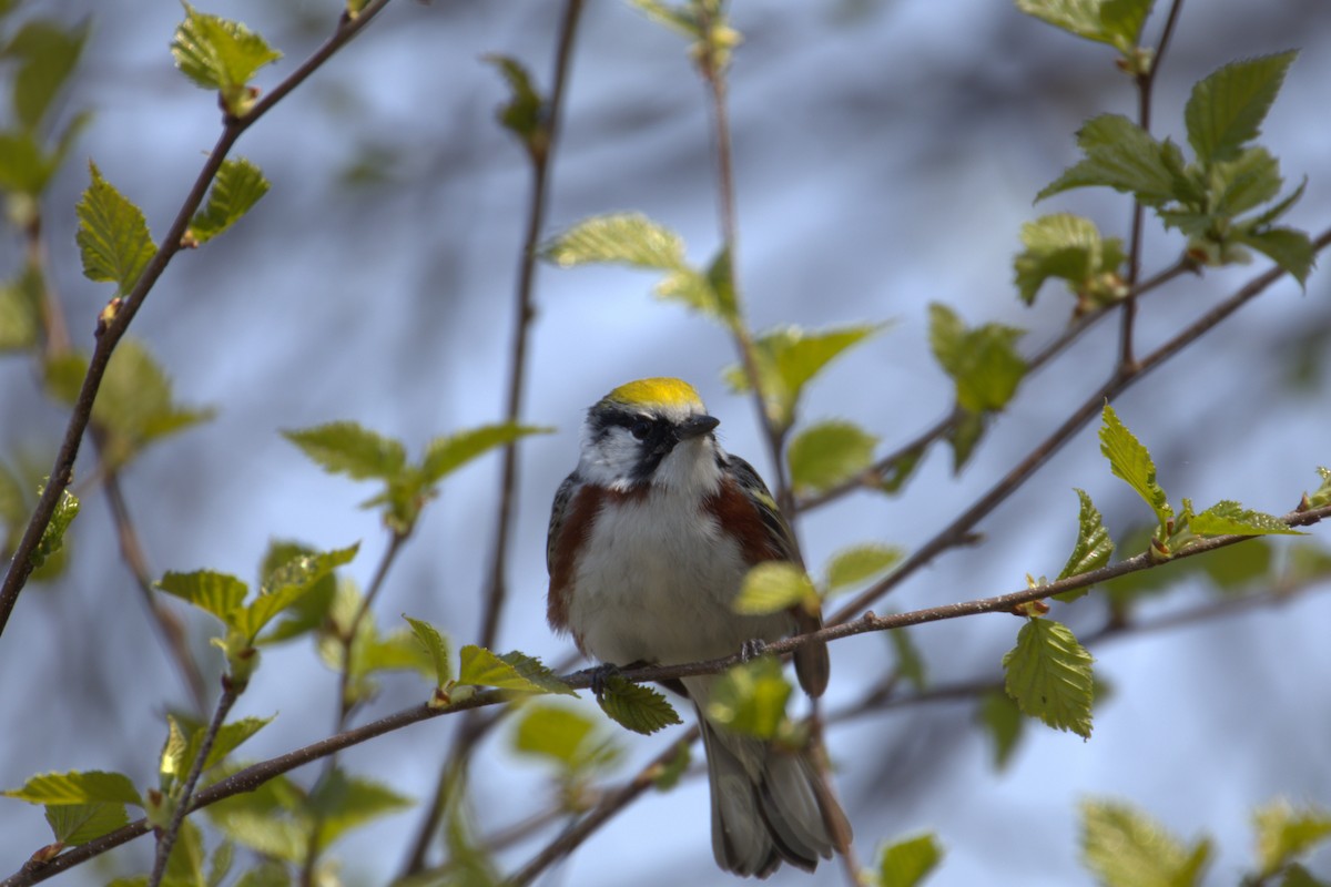 brunsideparula - ML645193689