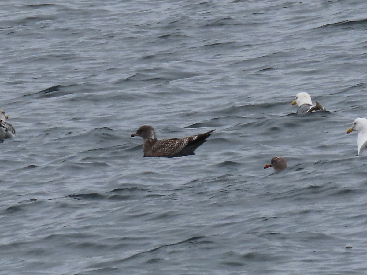 Heermann's Gull - ML645193697
