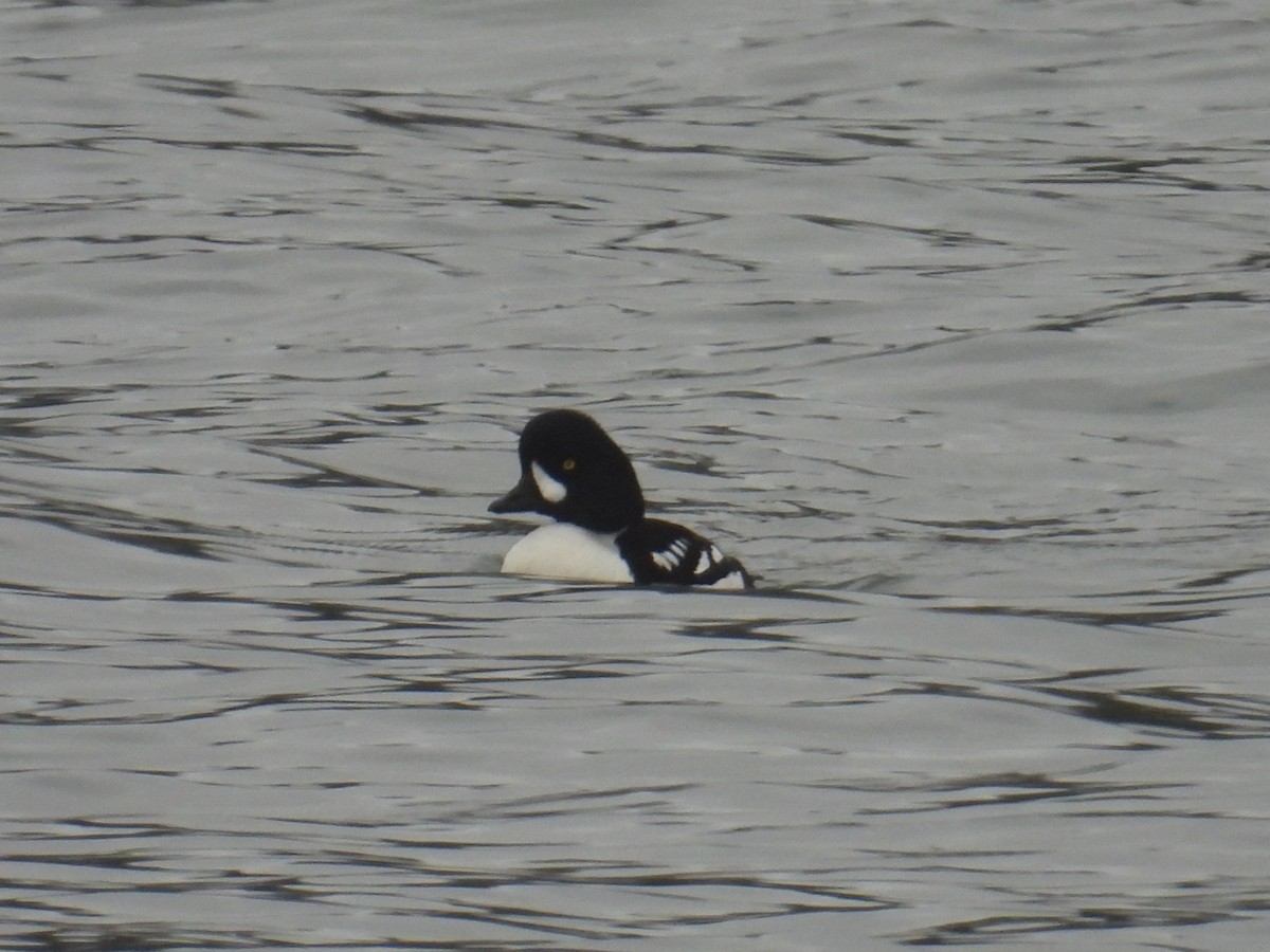 Barrow's Goldeneye - ML645193708