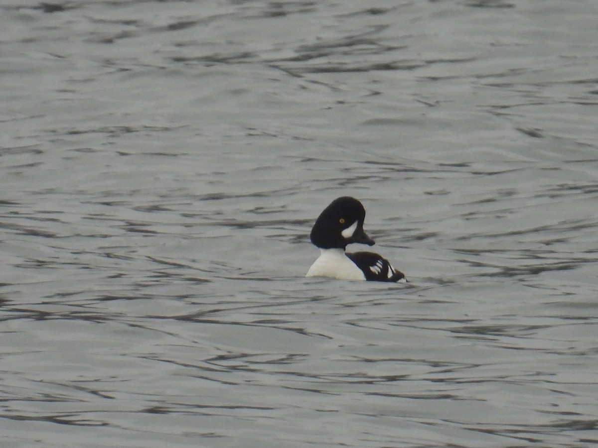 Barrow's Goldeneye - ML645193721