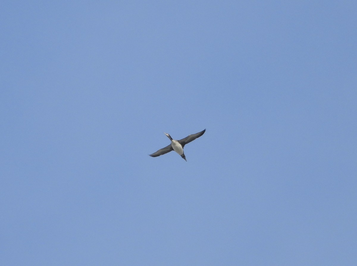 Common Loon - ML645193731