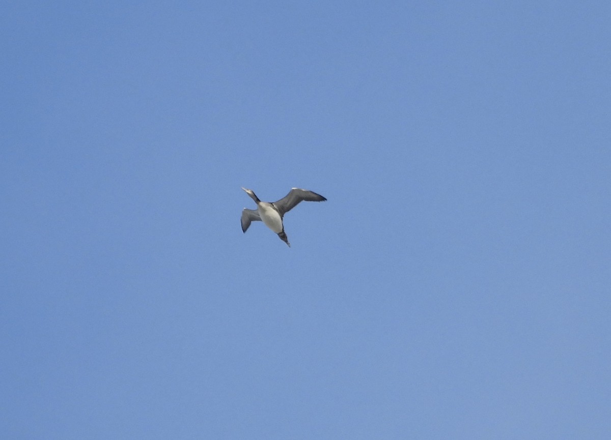 Common Loon - ML645193732