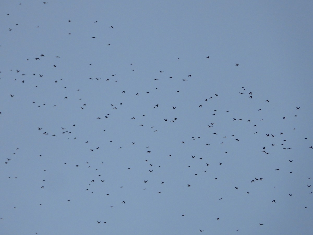 Common Grackle - ML645193749