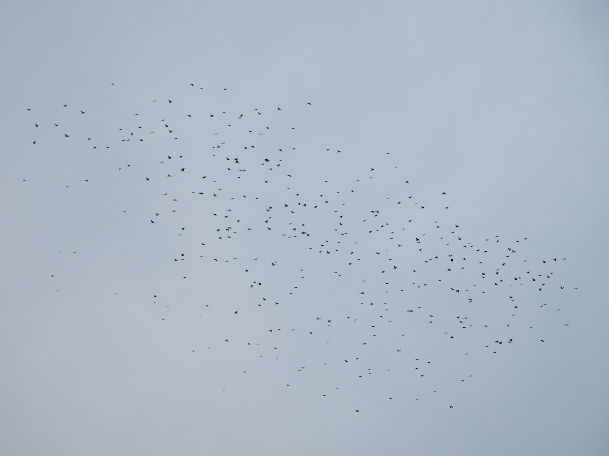 Common Grackle - ML645193750