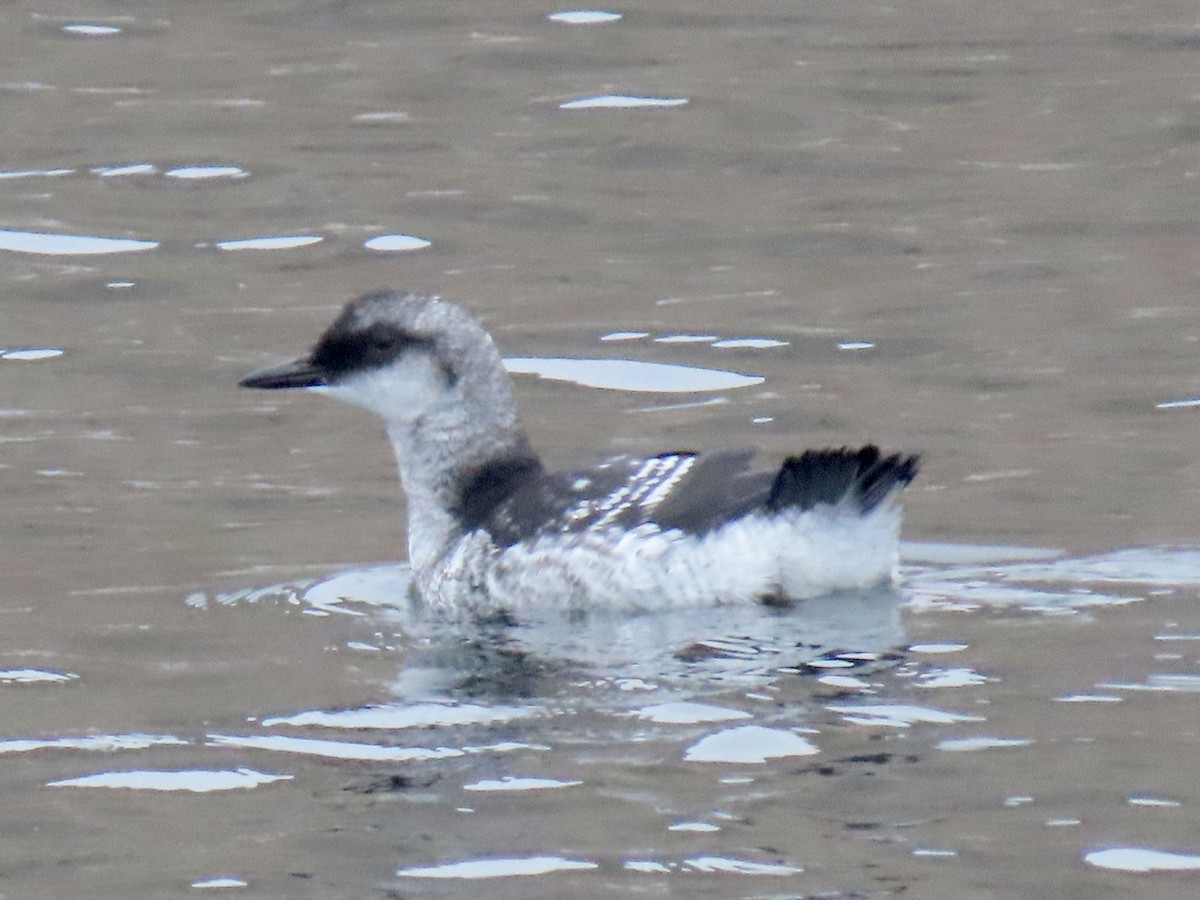 Pigeon Guillemot - ML645193754