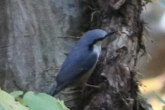 סיטה אירופית - ML645193756