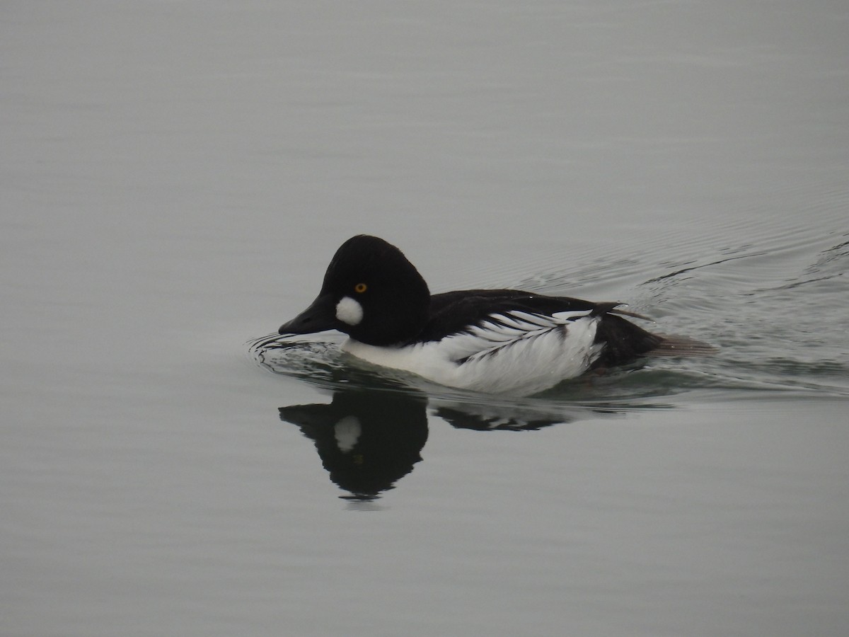 Common Goldeneye - ML645193769