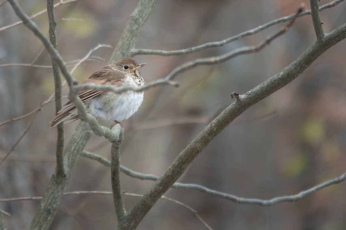 Hermit Thrush - ML645193790